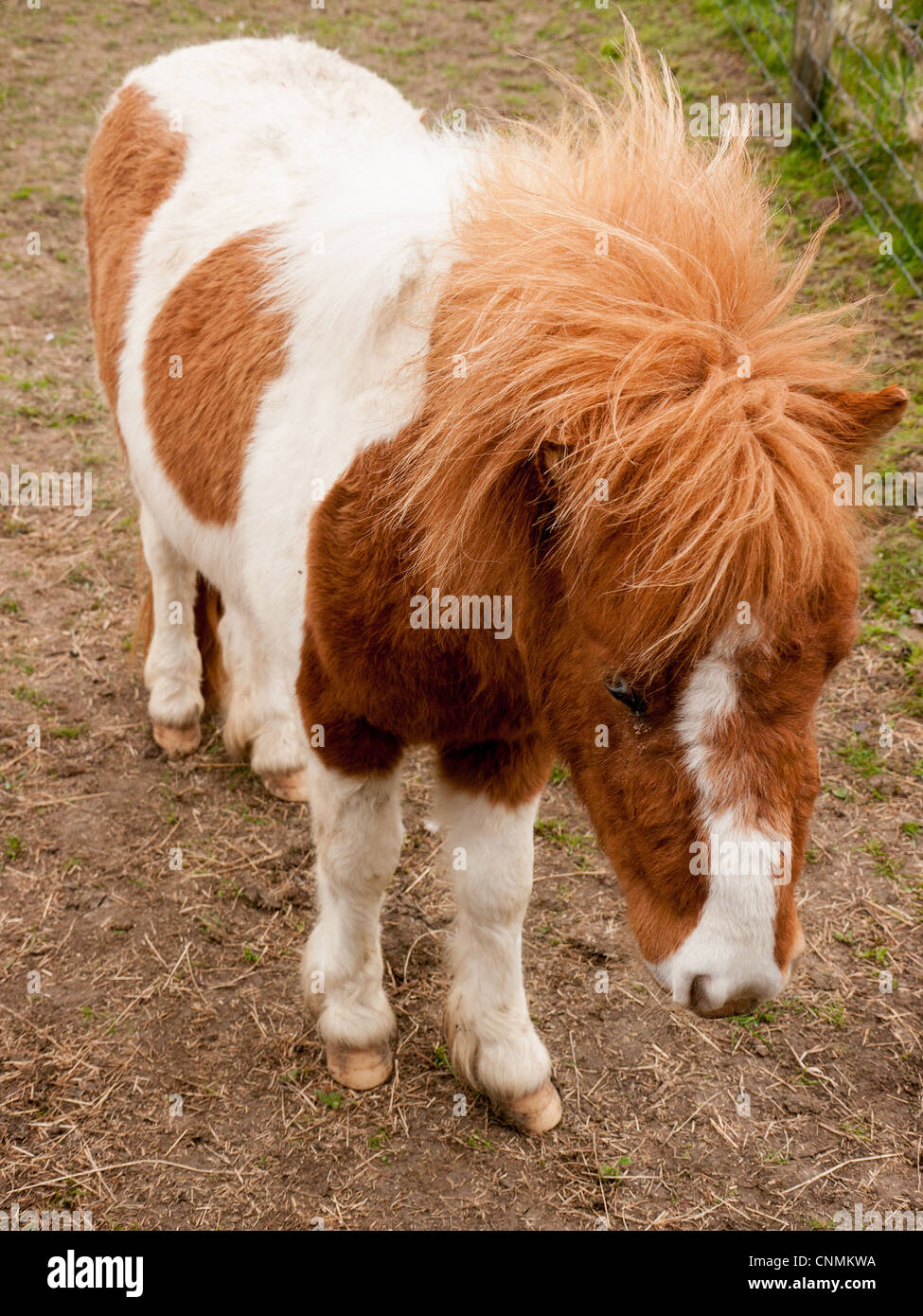 Shetland pony weiß Fotos und Bildmaterial in hoher Auflösung Alamy