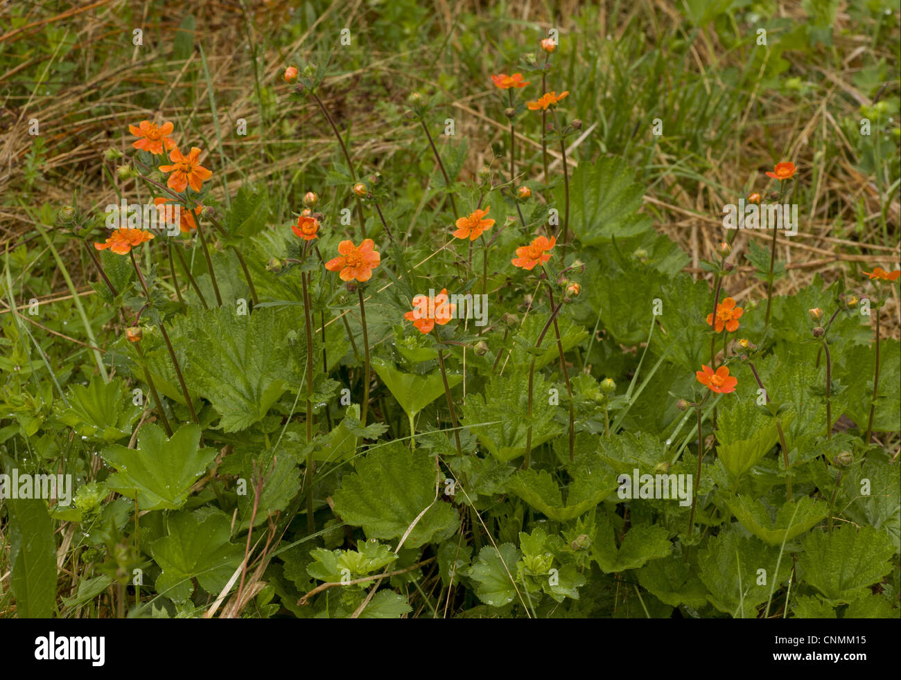 Scharlachrote Avens (Geum Coccineum) blühen, kann Pirin-Gebirges, Bulgarien, Stockfoto