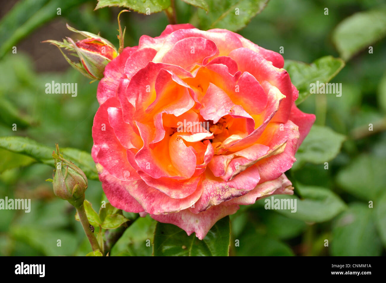 Eine Nahaufnahme einer Rose (Rosa), Pullman Orient Express (Meilland 2002). Stockfoto