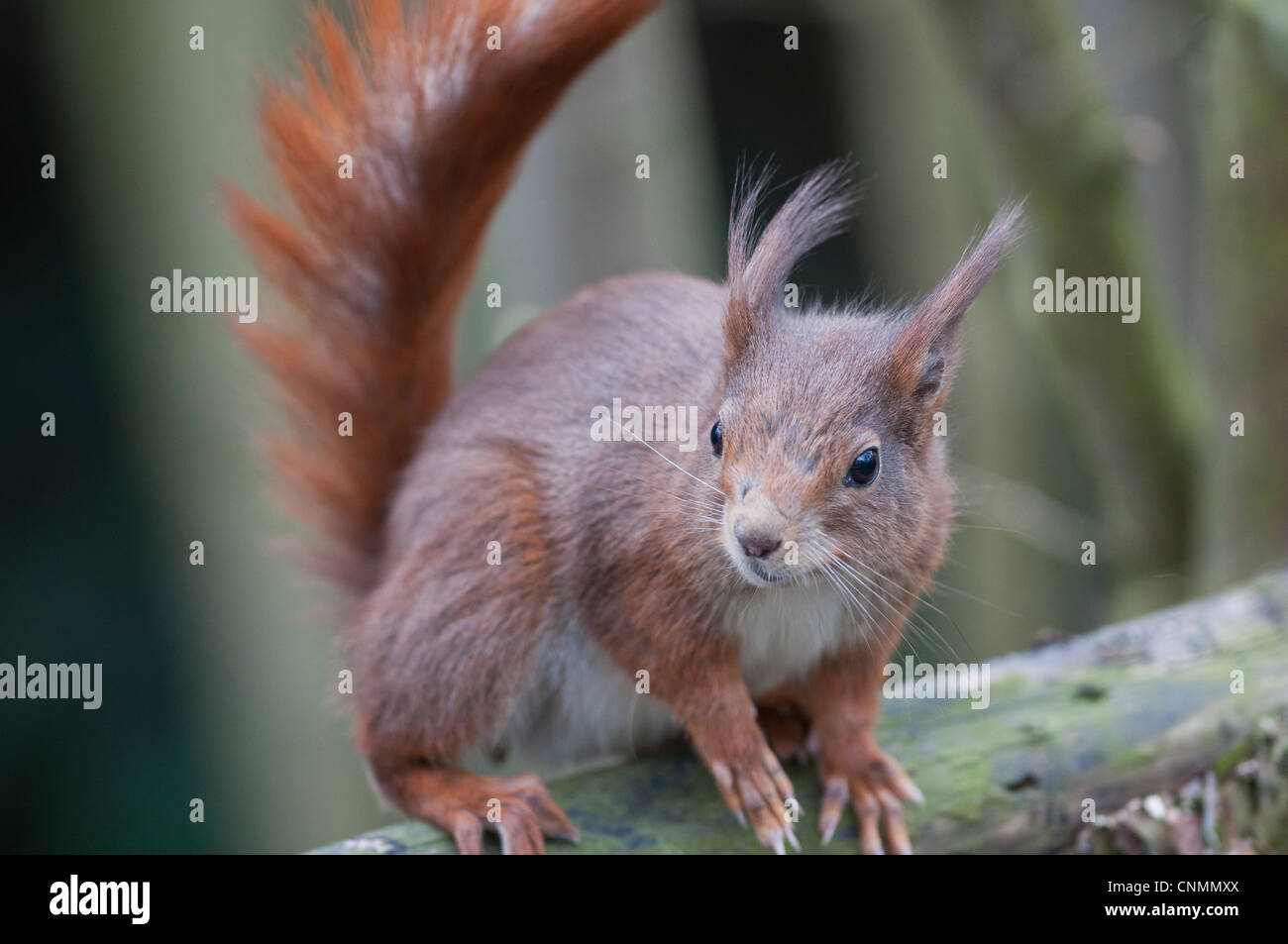 Eichhörnchen (Sciurus Vulgaris) Stockfoto