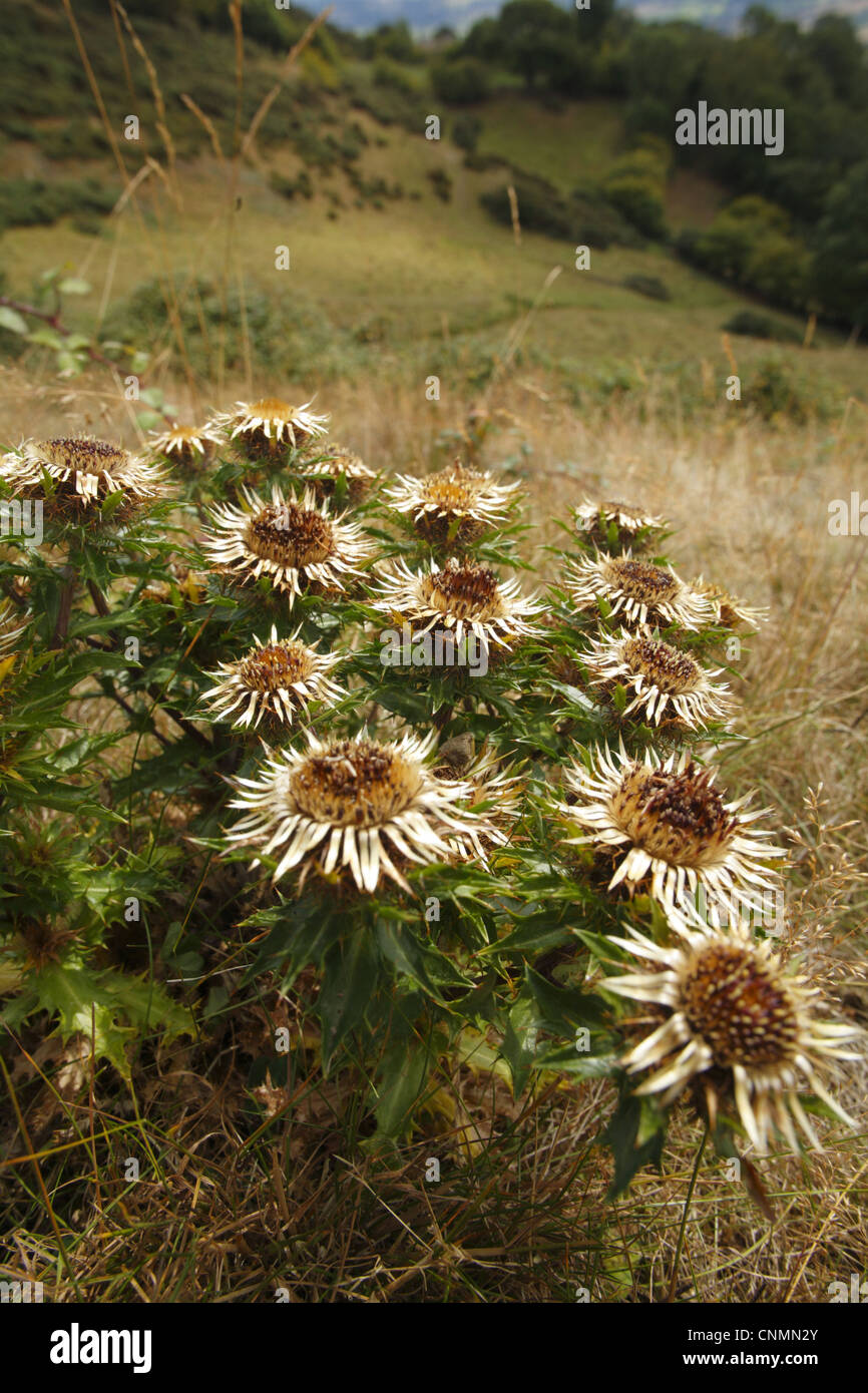 Carline Thistle (Carlina Vulgaris) blüht, Roundton Hill, Powys, Wales, august Stockfoto