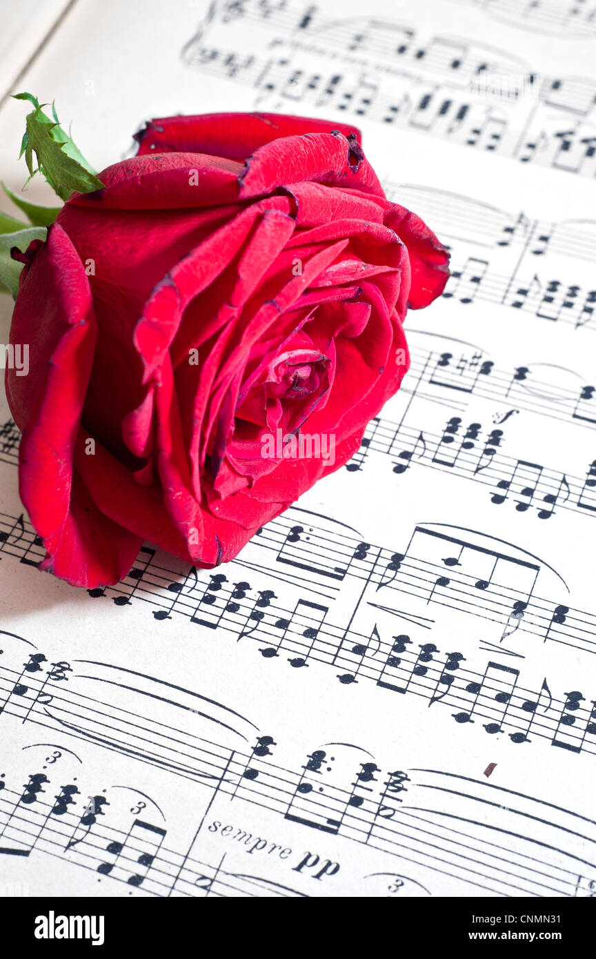 rote Rose auf einem Notenblatt Stockfoto