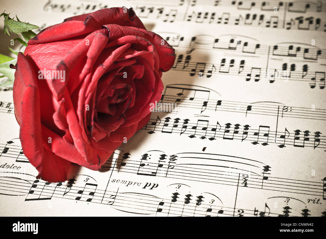 rote Rose auf einem Notenblatt Stockfoto