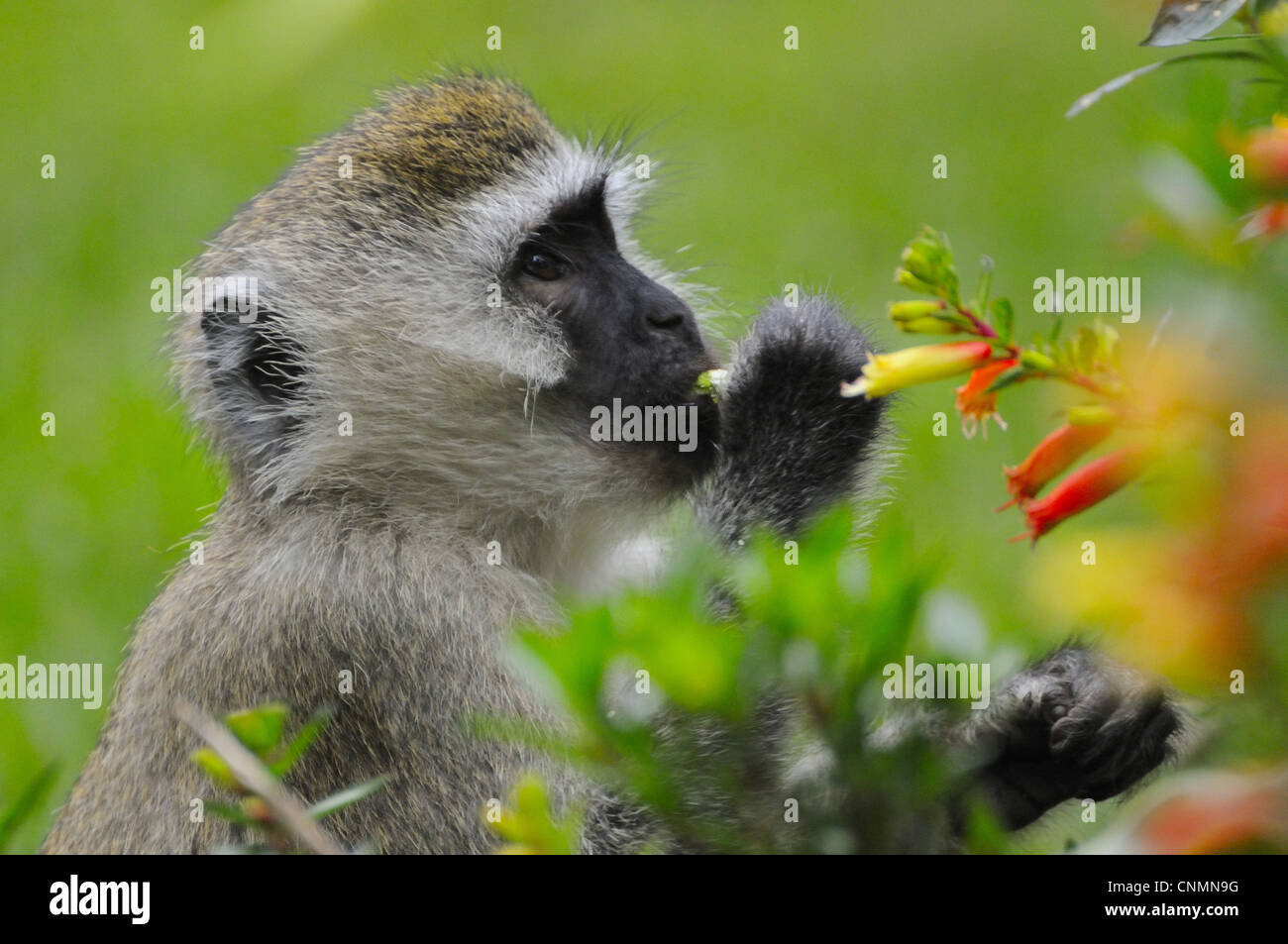 Vervet Affe (Chlorocebus Pygerythrus) Erwachsene, Nahaufnahme des Kopfes, Fütterung auf Blumen, Nyungwe Forest Nationalpark, Ruanda, Dezember Stockfoto