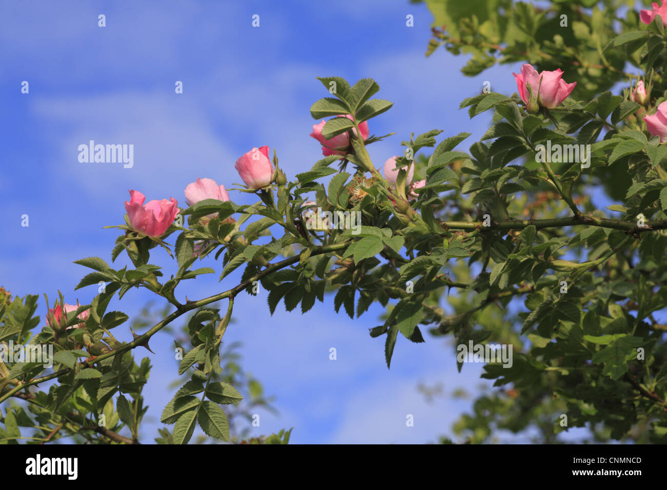 Sherard Downy Rose (Rosa Sherardii) Blüte, wachsende Hecke, Powys, Wales, Juni Stockfoto