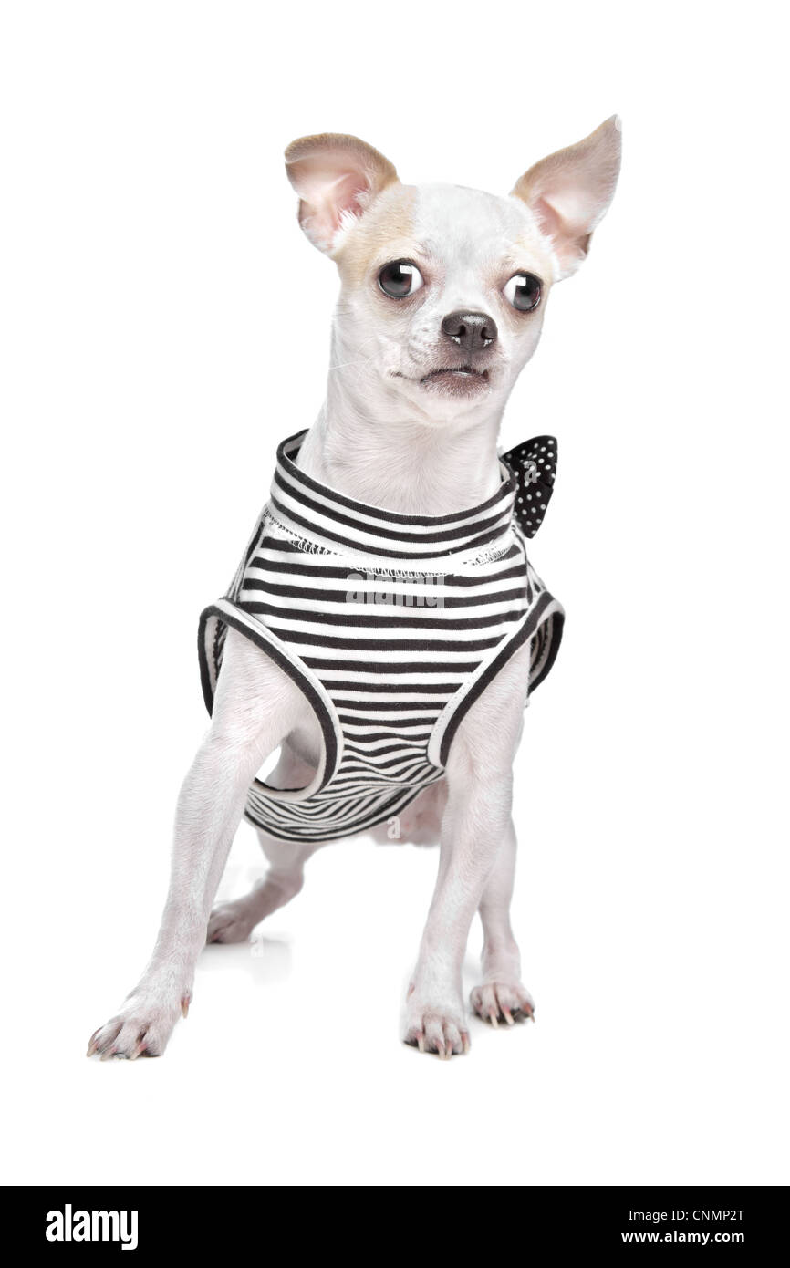 gekleidete Chihuahua vor einem weißen Hintergrund Stockfoto