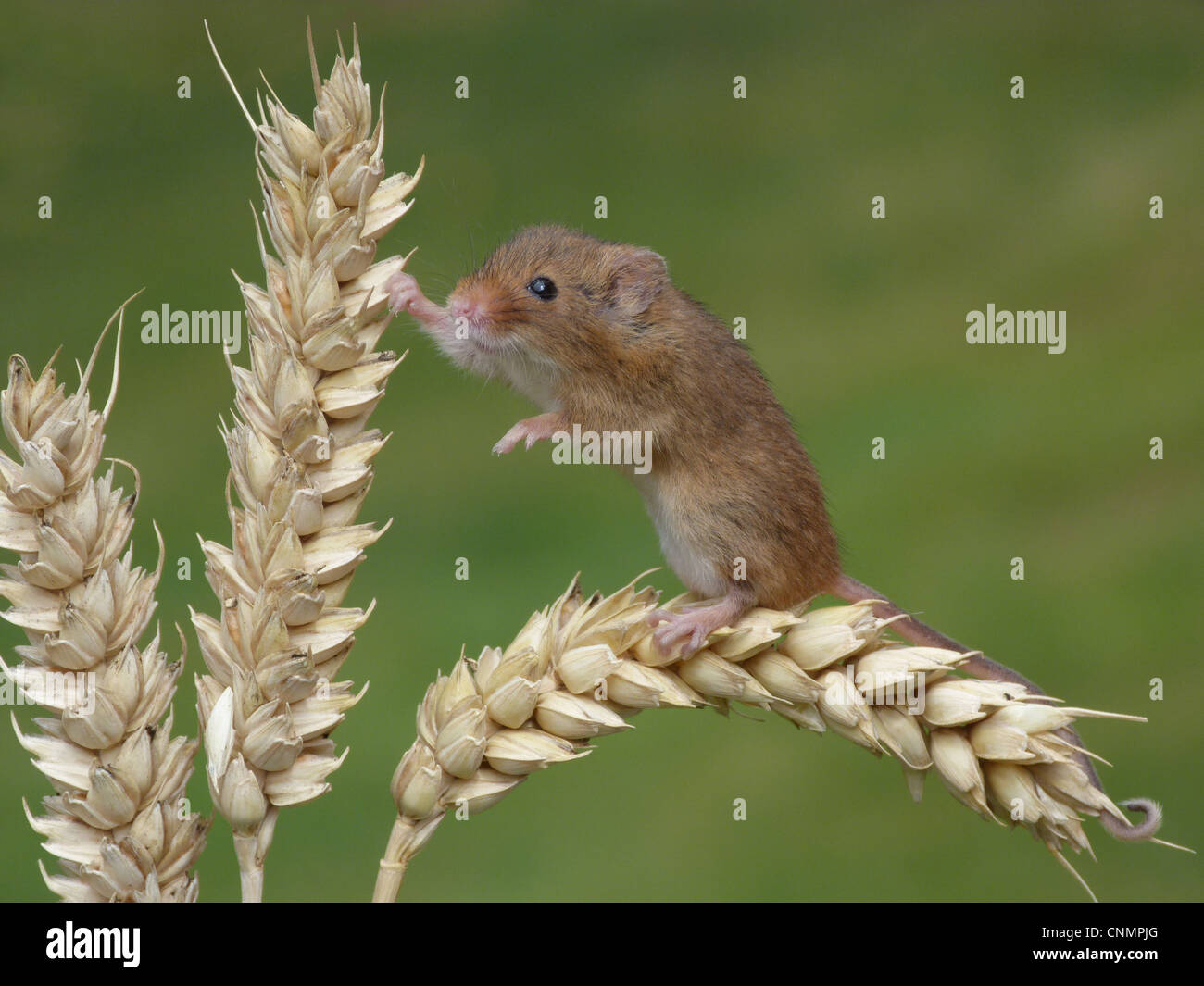 ErnteMaus (Micromys Minutus) Erwachsenen, Klettern auf Reife Ähre