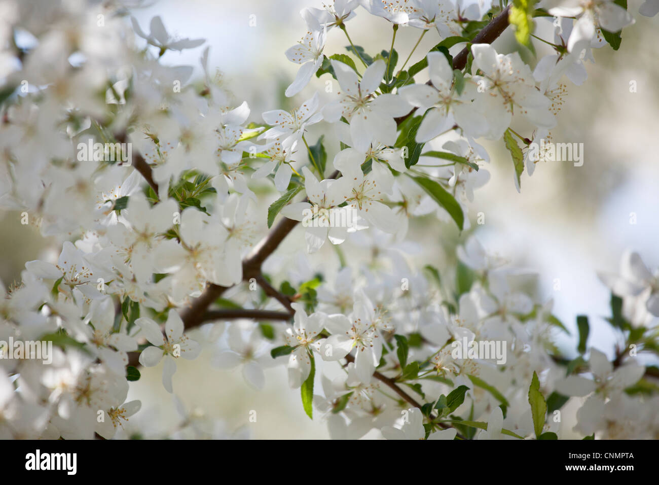 Malus Transitoria - Crab Apple Blossom Stockfoto