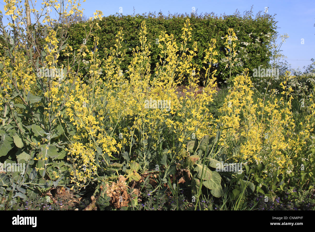 Rosenkohl (Brassica Oleracea) blühen, kann "verriegeln" auf verlassenen  Zuteilung, Suffolk, England Stockfotografie - Alamy