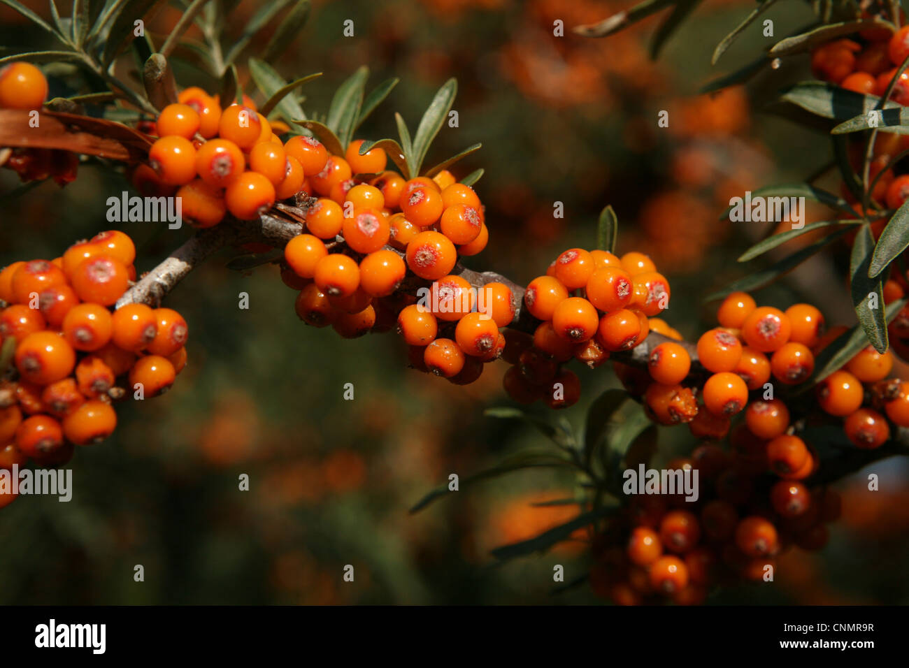 Gemeinsamen Sanddorn (Hippophae Rhamnoides) wächst im südlichen Ufer des Issyk-Kul-See, Kirgisistan. Stockfoto