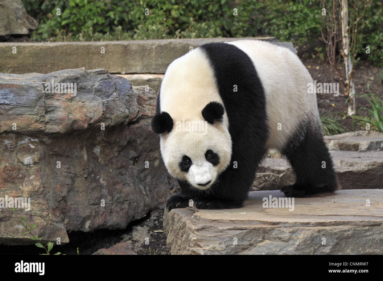 Großer Panda (Ailuropoda Melanoleuca) Erwachsenen, auf Felsen, Adelaide Zoo Stockfoto