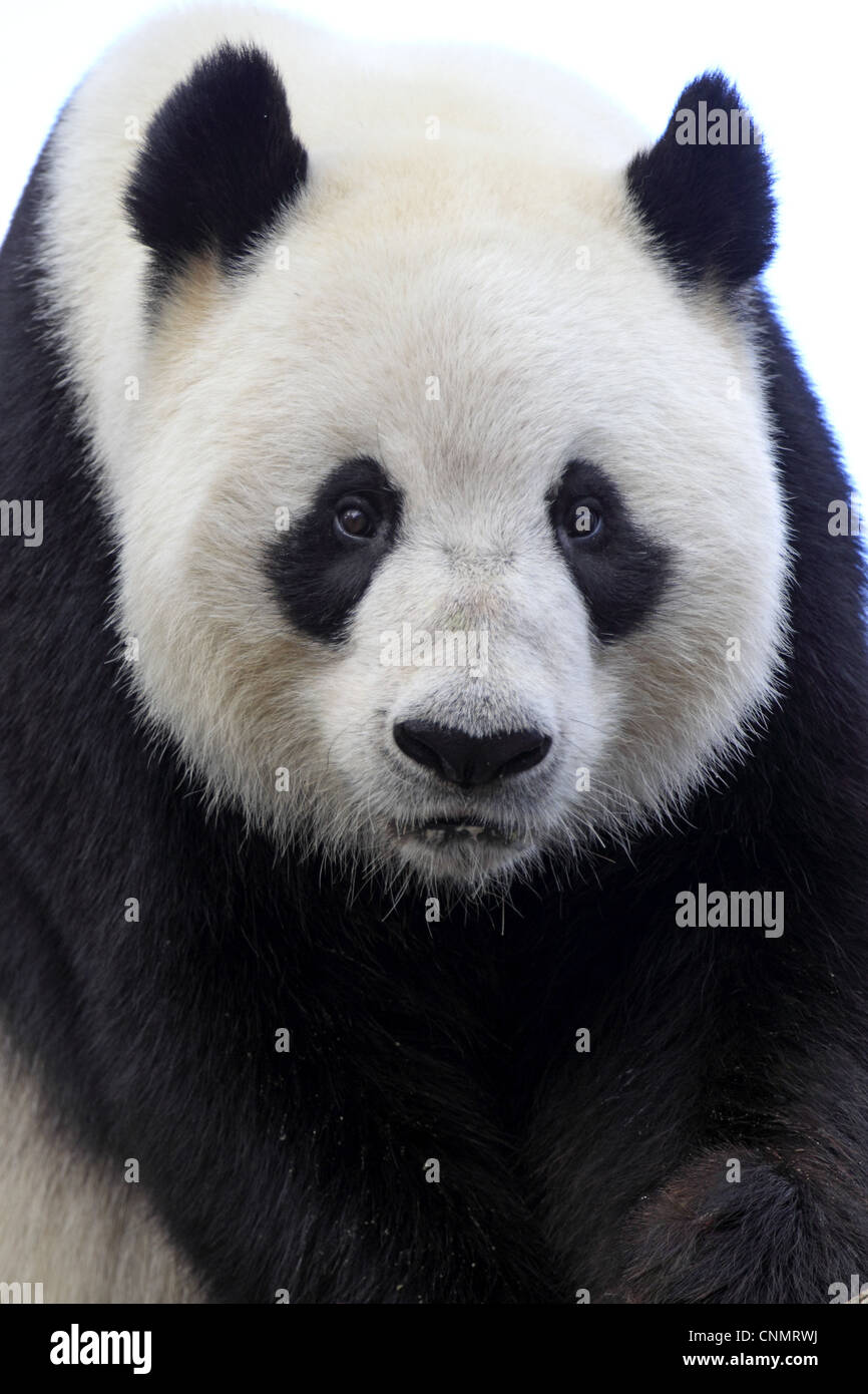 Großer Panda (Ailuropoda Melanoleuca) Erwachsene, Nahaufnahme des Kopfes, Adelaide Zoo Stockfoto