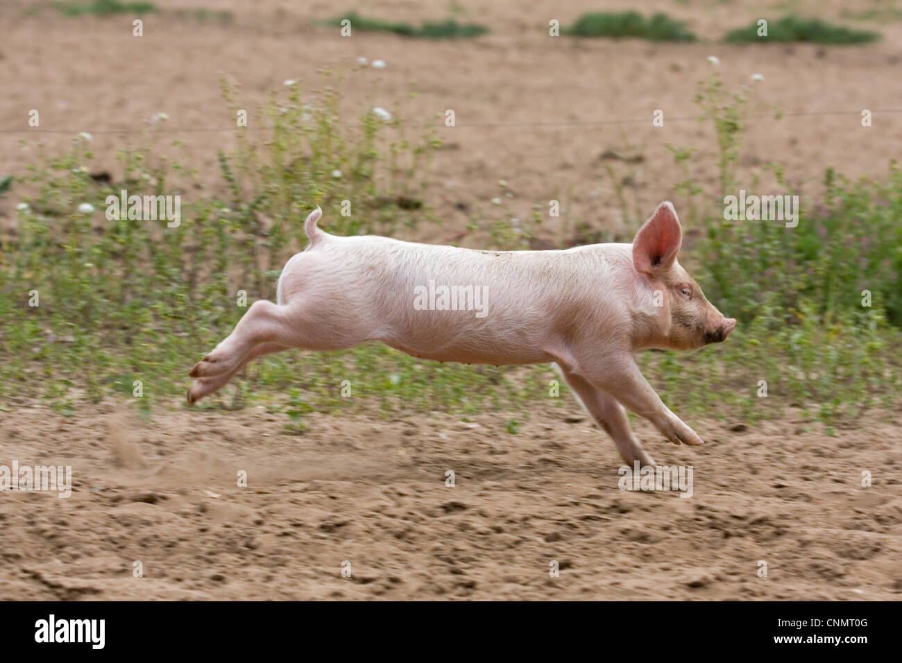 Hausschwein, große weiße X Landrace x Duroc, Freerange Ferkel, laufen am Außengerät, England, Juni Stockfoto