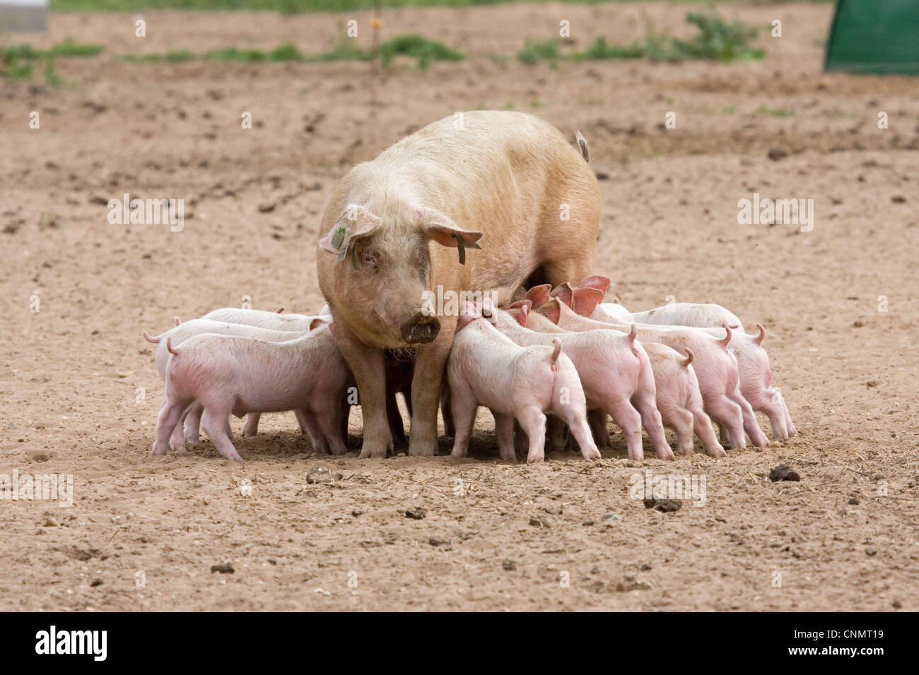 Hausschwein, große weiße X Landrace x Duroc, Freerange Sau mit Ferkeln