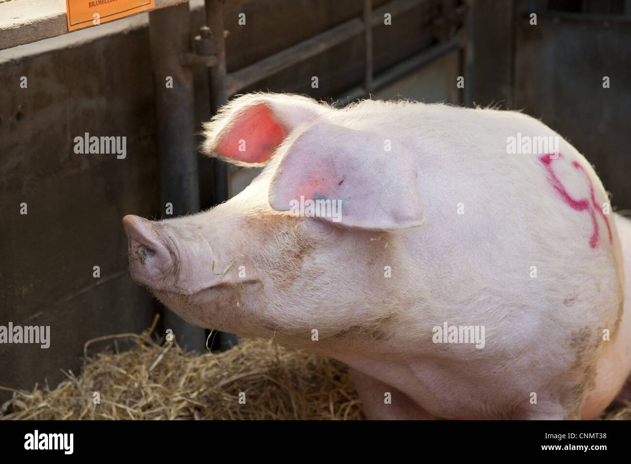 Inländische Schweine Welsh Eber 'Bramblebee Ted 91' sitzen Stroh Einstreu Stift Auktion Chelford landwirtschaftlichen Zentrum Cheshire England Stockfoto