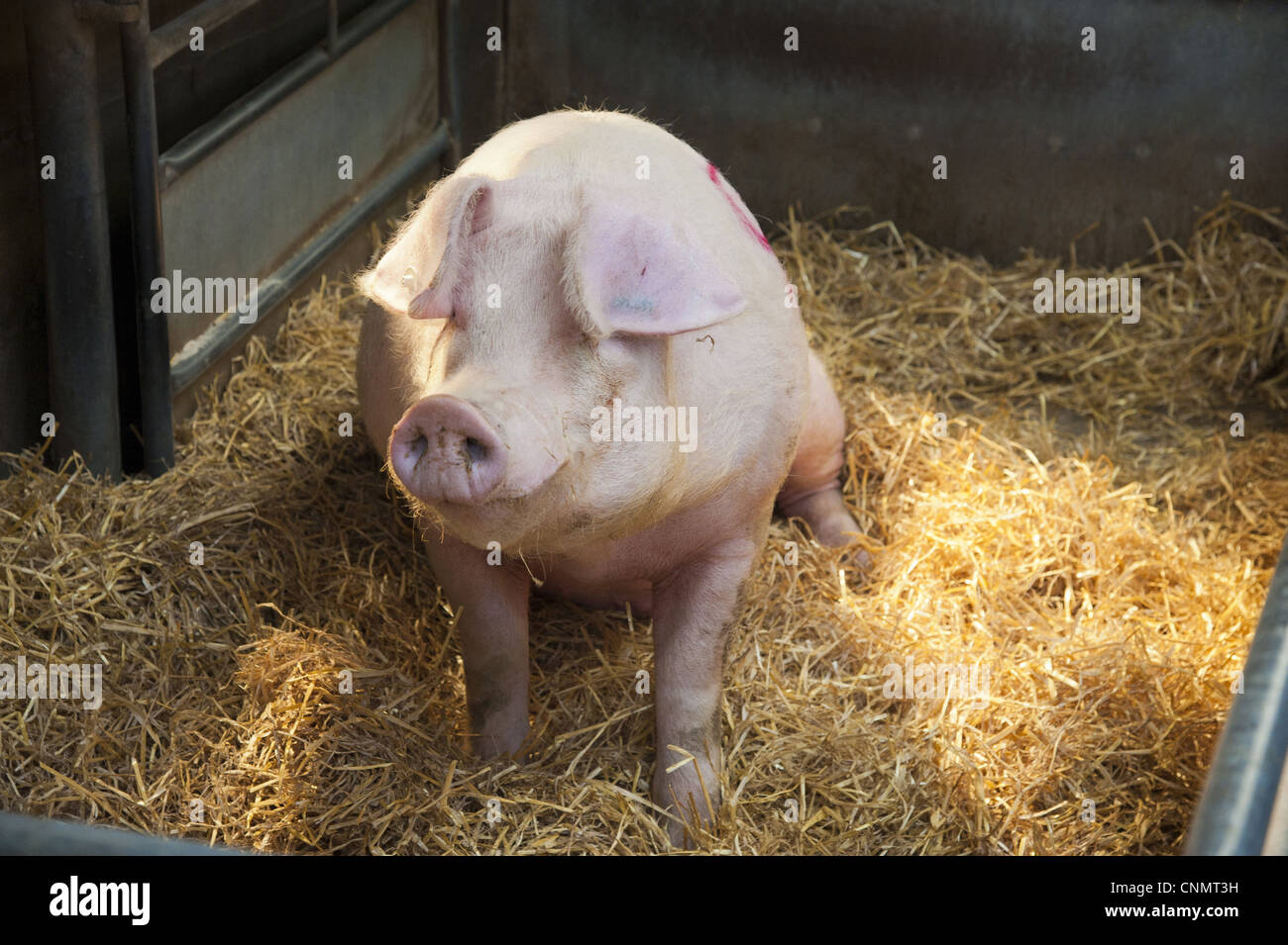 Inländische Schweine Welsh Eber 'Bramblebee Ted 91' sitzen Stroh Einstreu Stift Auktion Chelford landwirtschaftlichen Zentrum Cheshire England Stockfoto
