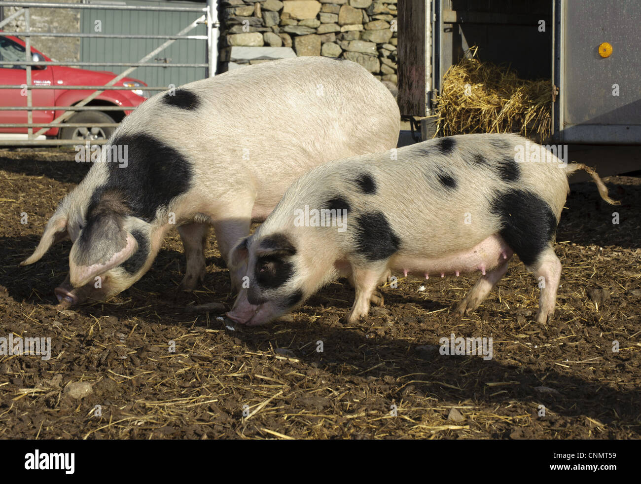 Inländische Schweine Gloucester alten Stelle Sauen normal kleiner selektiv gezüchtet sät Teil Mikro Schweinezucht Prozess Cumbria, England Stockfoto