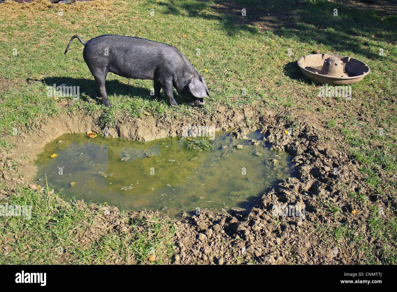 Inländischen großen schwarzen Schwein Ferkel Verwurzelung neben schwelgen im Fahrerlager Museum East Anglian Leben Stowmarket Suffolk England Oktober Stockfoto