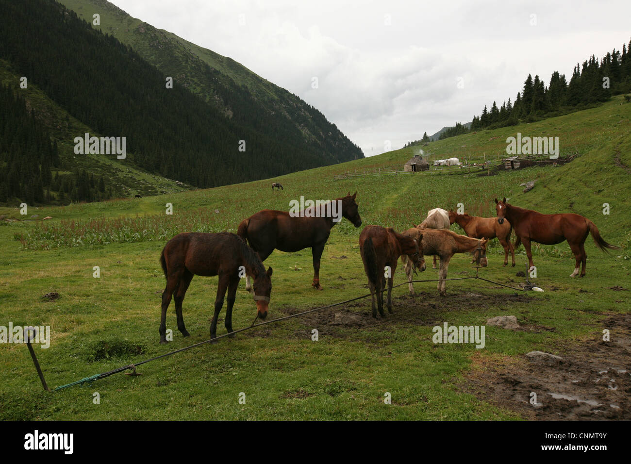 Stuten und Fohlen Weide neben der kirgisischen Jurte im Tal in Terskey Ala-Too, Tian Shan, Kirgisistan Jeti-Oguz. Stockfoto