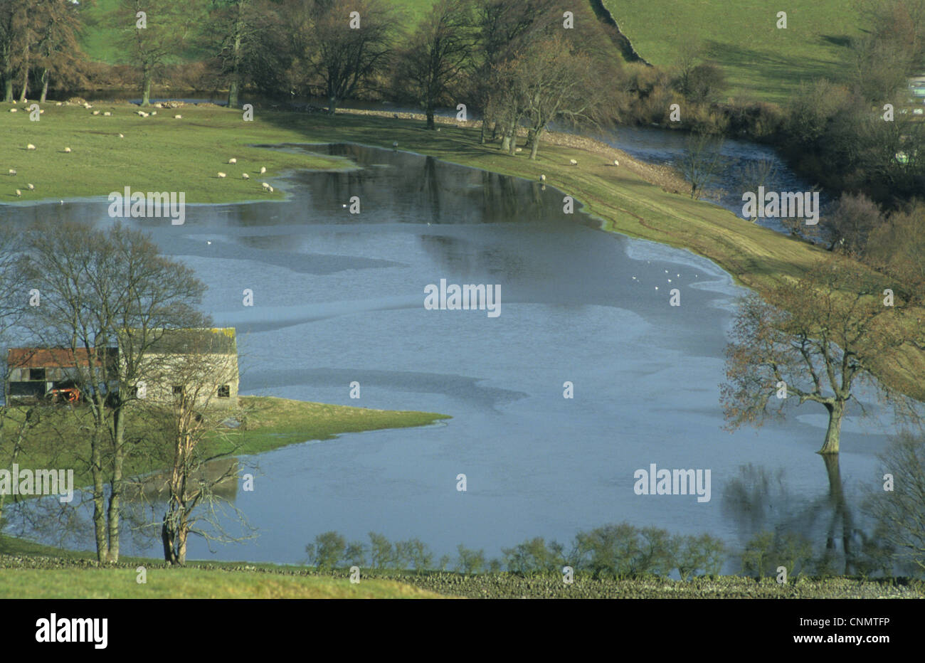 Normale Winter-Hochwasser Überschwemmung Hochland Ackerland River Swale Grimston Swaledale Yorkshire Dales N.P North Yorkshire England Stockfoto