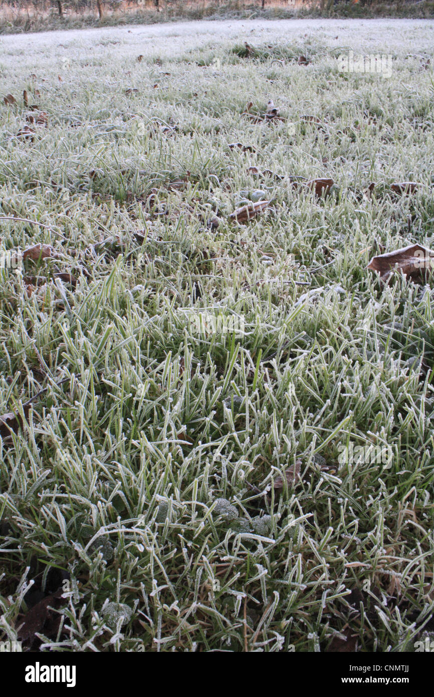 Frost bedeckt Garten Rasen bei Sonnenaufgang, Suffolk, England, november Stockfoto