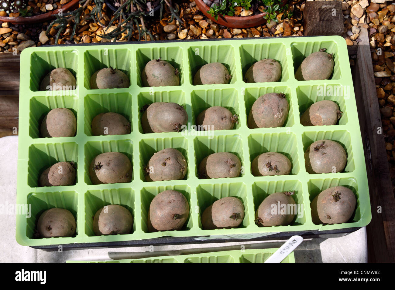 MARIS PIPER MAIN ERNTE KARTOFFELN KARTOFFELN IN EINEM ANZUCHTKASTEN. Stockfoto