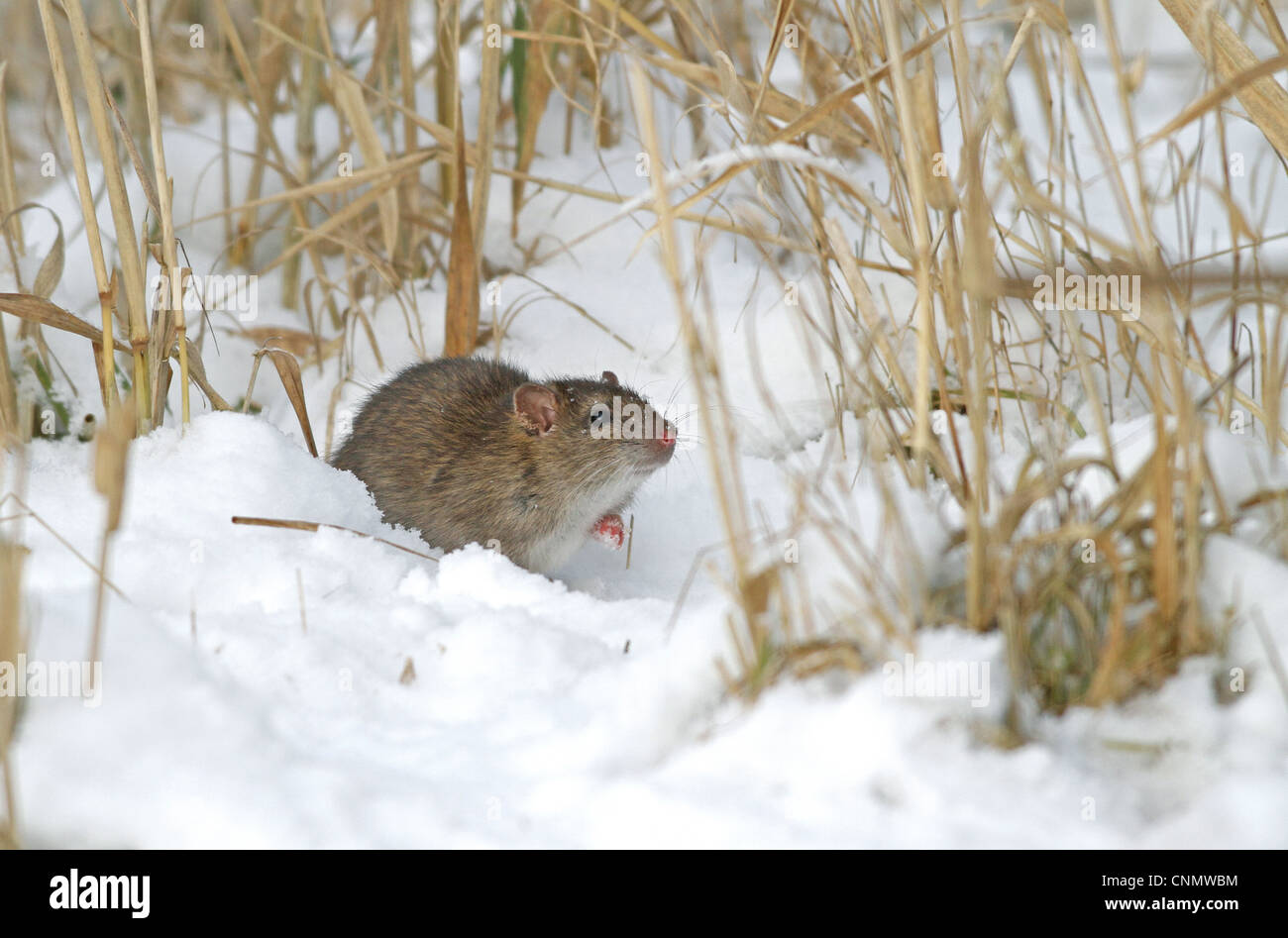 Braune Ratte (Rattus Norvegicus) Juvenile, stehend im Schnee, Leicestershire, England, Dezember Stockfoto