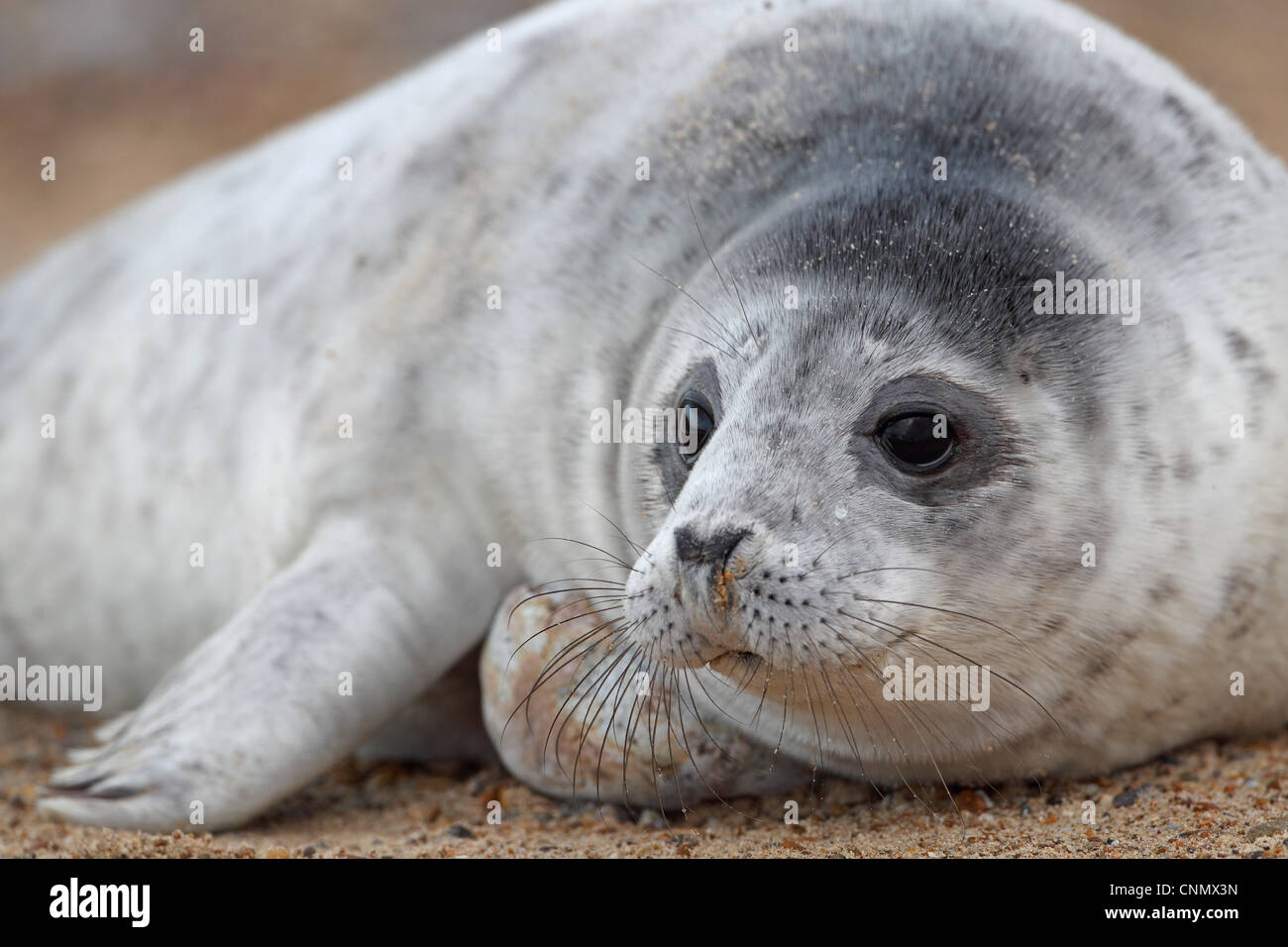 Grey Seal (Halichoerus Grypus) Welpen, Nahaufnahme des Kopfes, Blakeney