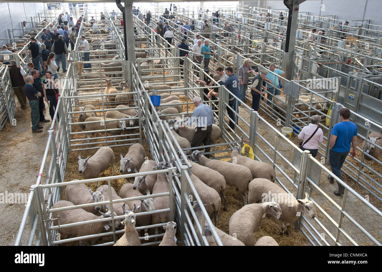 Inländische Schafe Blue-faced Leicester strömen in Stifte Bauern am Viehmarkt Welshpool Vieh Markt Powys Wales september Stockfoto