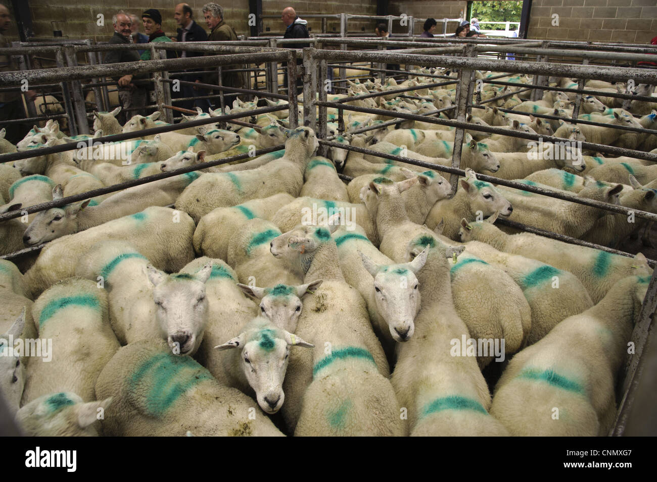 Inländische Schafe vom Fass Mutterschafe Markierungen aufgesprüht Herde in Stifte am Markt Holmfirth Vieh Markt Yorkshire England Oktober Stockfoto