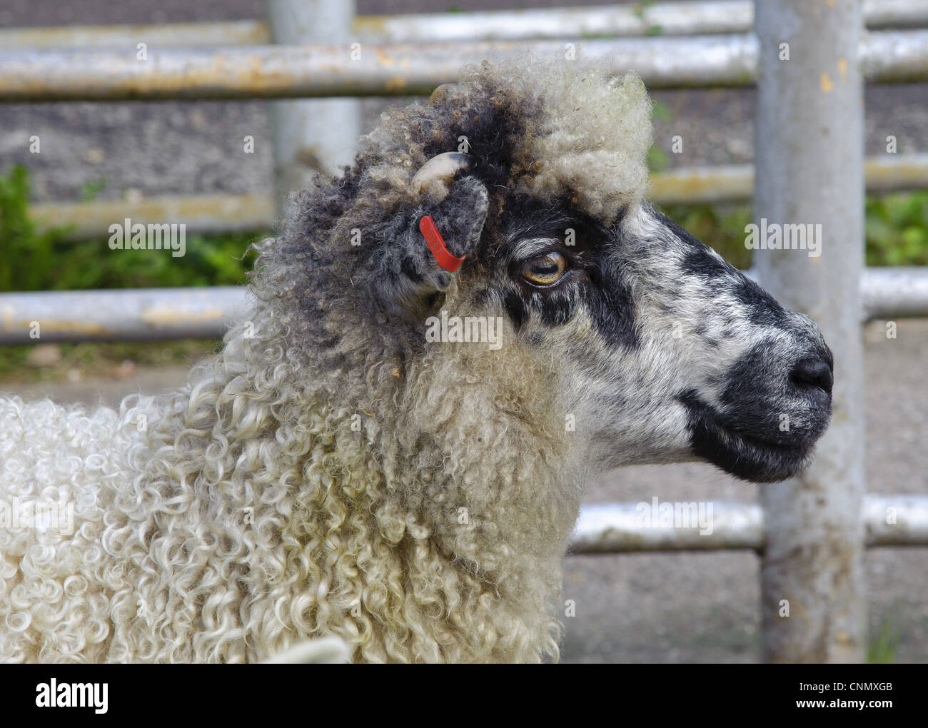 Inländische Schafe Masham Ewe Ohr Tag Nahaufnahme Kopf in Stift am Markt Holmfirth Vieh Markt Yorkshire England Oktober Stockfoto
