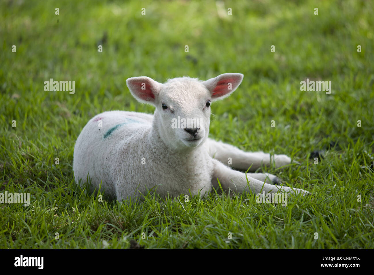 Hausschafe, Texel Kreuz Lamm, ruht auf der Weide, Chipping, Lancashire, England, april Stockfoto