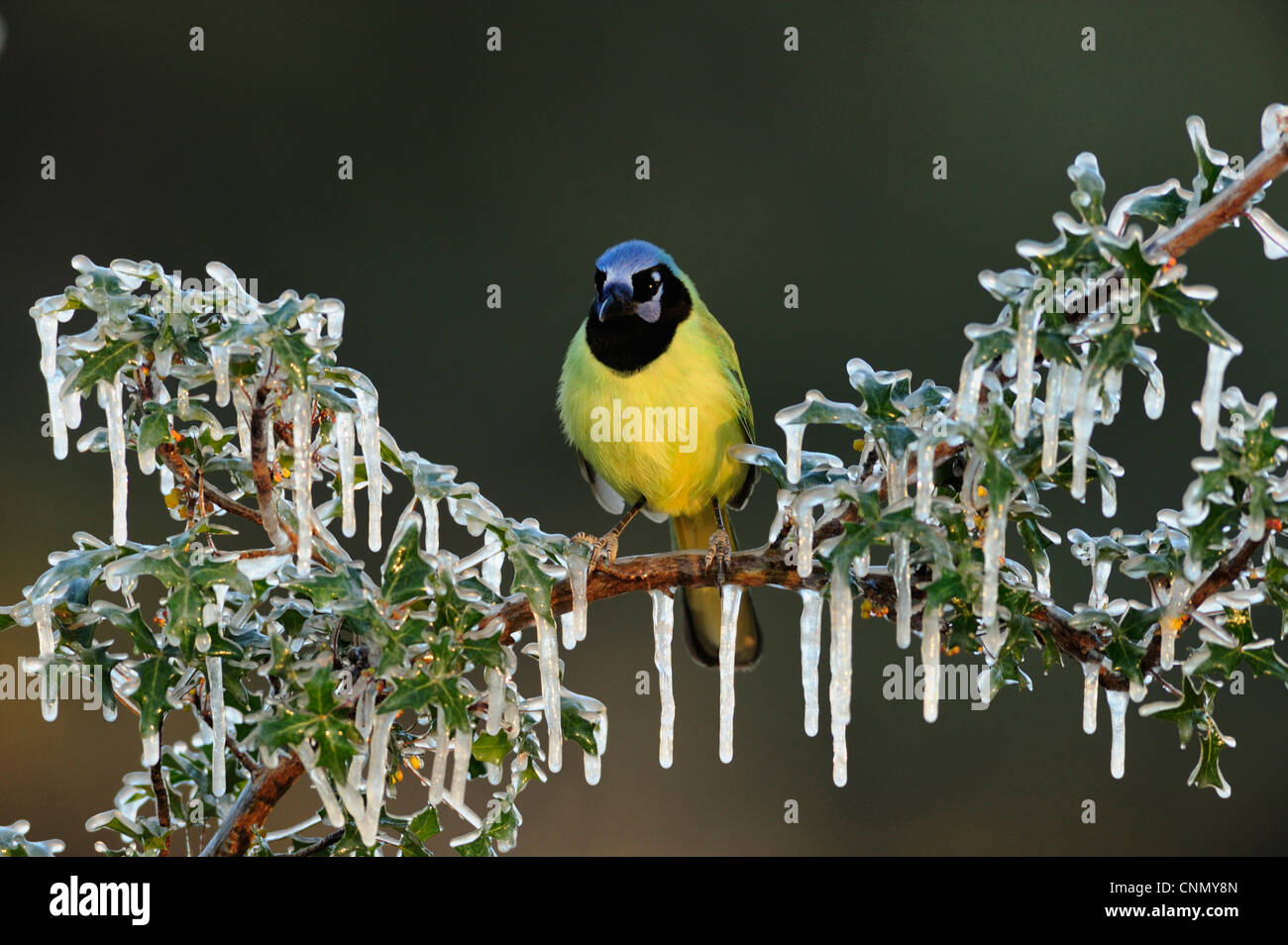 Grün-Jay (Cyanocorax Yncas), thront Erwachsenen auf eisigen Agarita (Berberis Trifoliolata) Zweig, Dinero, Lake Corpus Christi, Texas Stockfoto