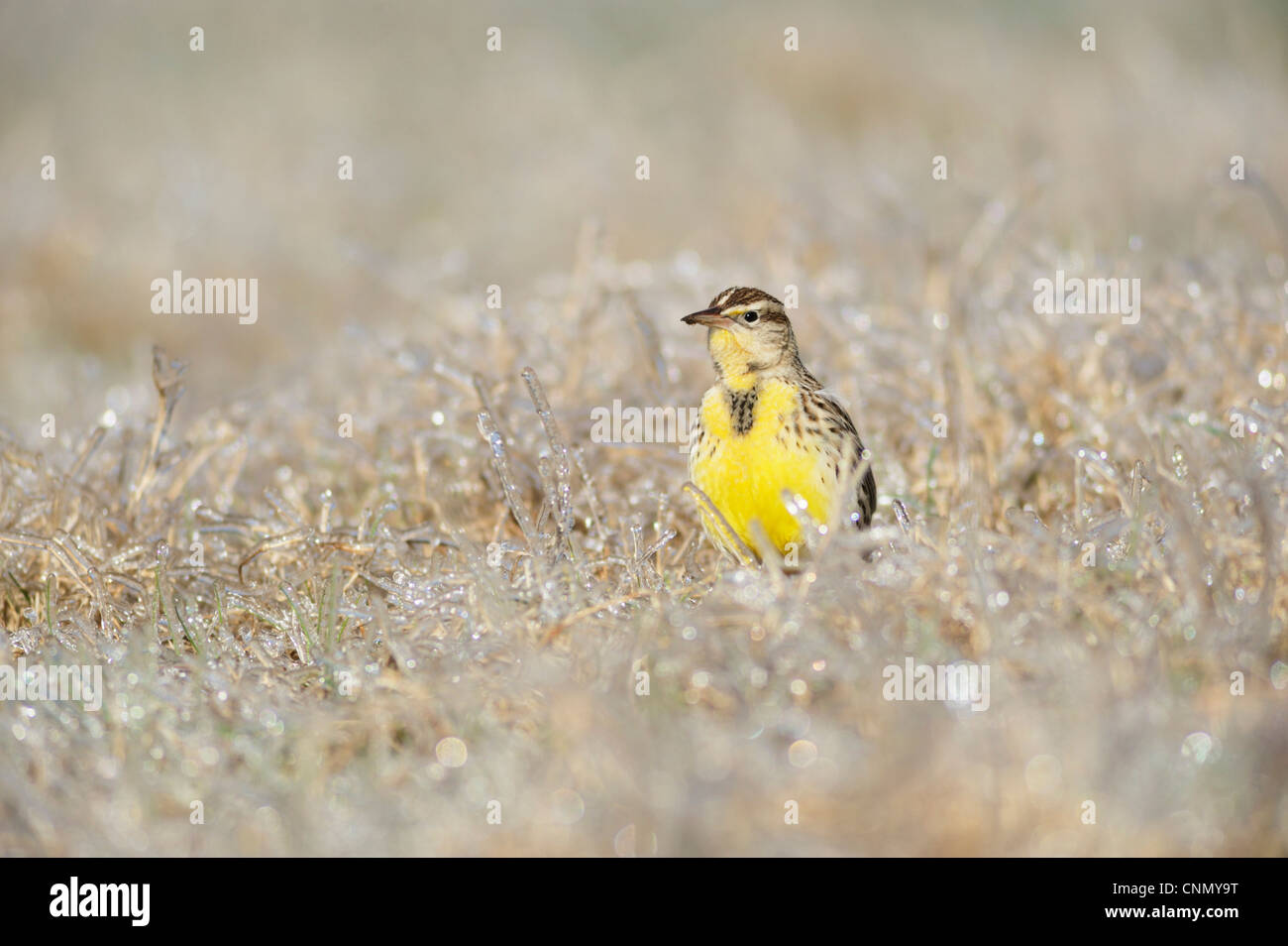 Östlichen Meadowlark (Sturnella Magna), Erwachsene zu Fuß auf dem Eis bedeckt Rasen, Dinero, Lake Corpus Christi, Süden von Texas, USA Stockfoto