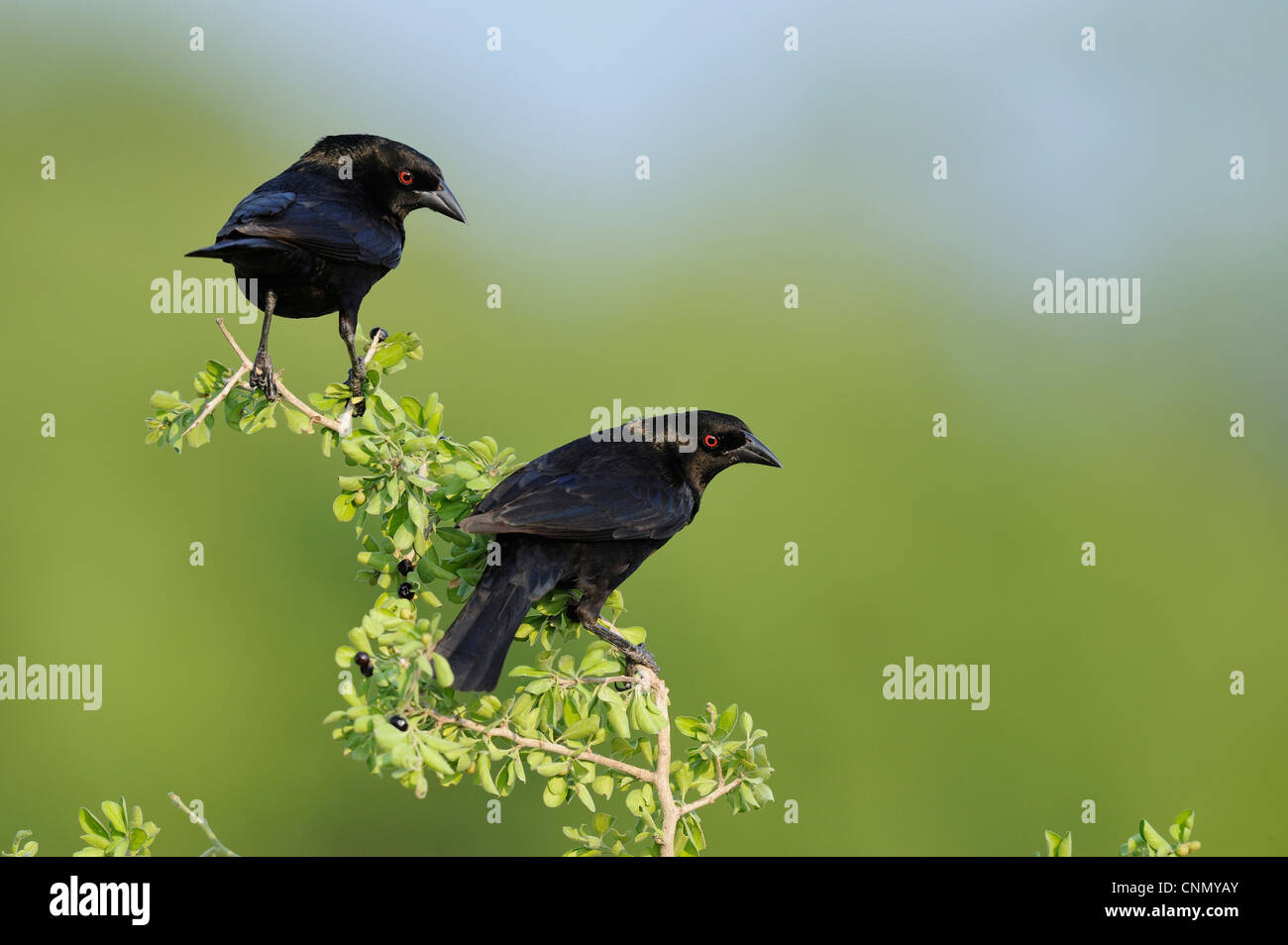 Braungebrannte Kuhstärlinge (Molothrus aeneus), Männchen, Dinero, Lake Corpus Christi, Süden von Texas, USA Stockfoto