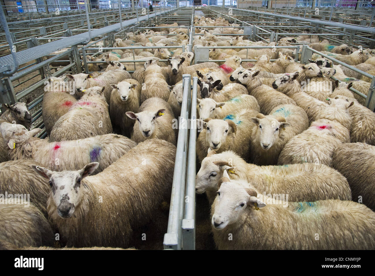 Inländische Schafe, Lämmer, strömen Spray markierten Stifte am Markt, Welshpool Viehmarkt, Welshpool, Powys, Wales, Dezember Stockfoto