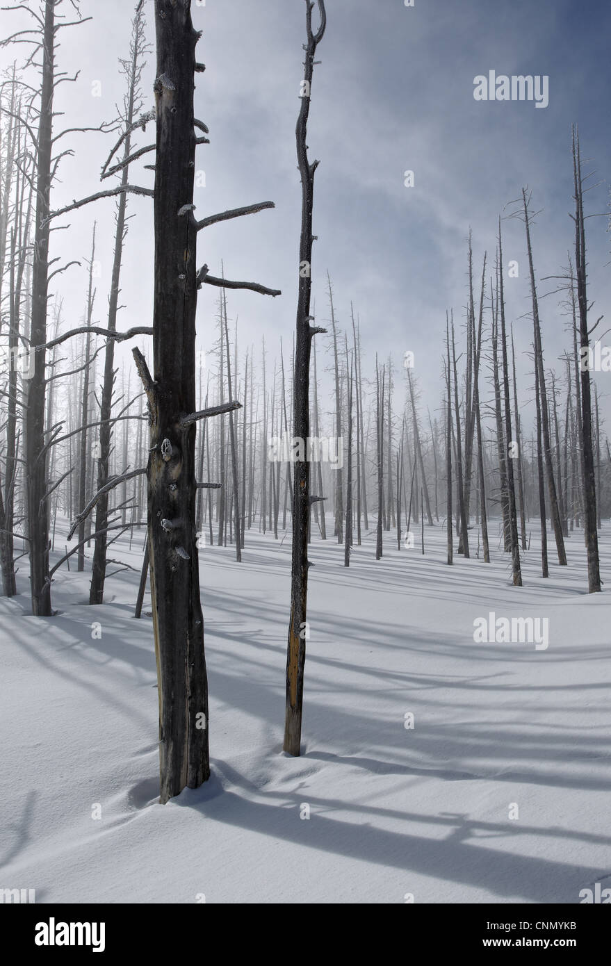 Tote Bäume im Schnee, Yellowstone Nationalpark, Wyoming, Vereinigte Staaten von Amerika, Februar Stockfoto