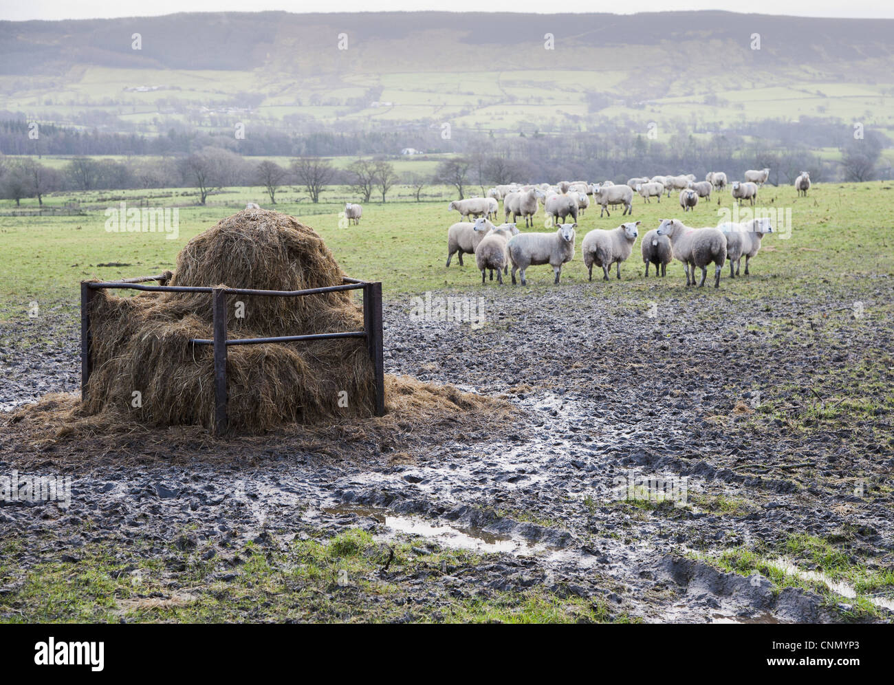 Hausschafe, Herde, stehend auf schlammigen Wiese in der Nähe von Feeder, Lancashire, England, Januar Stockfoto