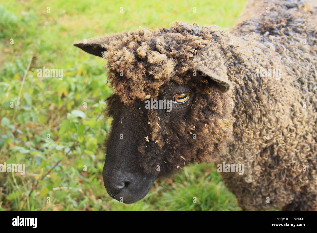 Inländische Schafe, schwarze Wensleydale, Ewe, vor kurzem geschoren, Nahaufnahme des Kopfes, Bacton, Suffolk, England, Oktober Stockfoto