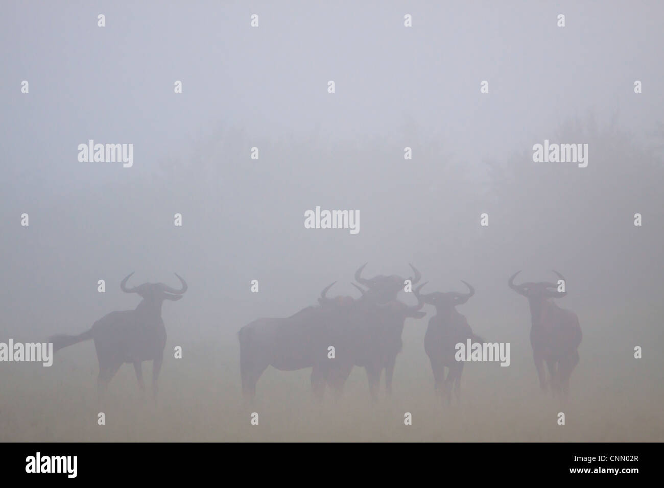 Gnus im Nebel Stockfoto