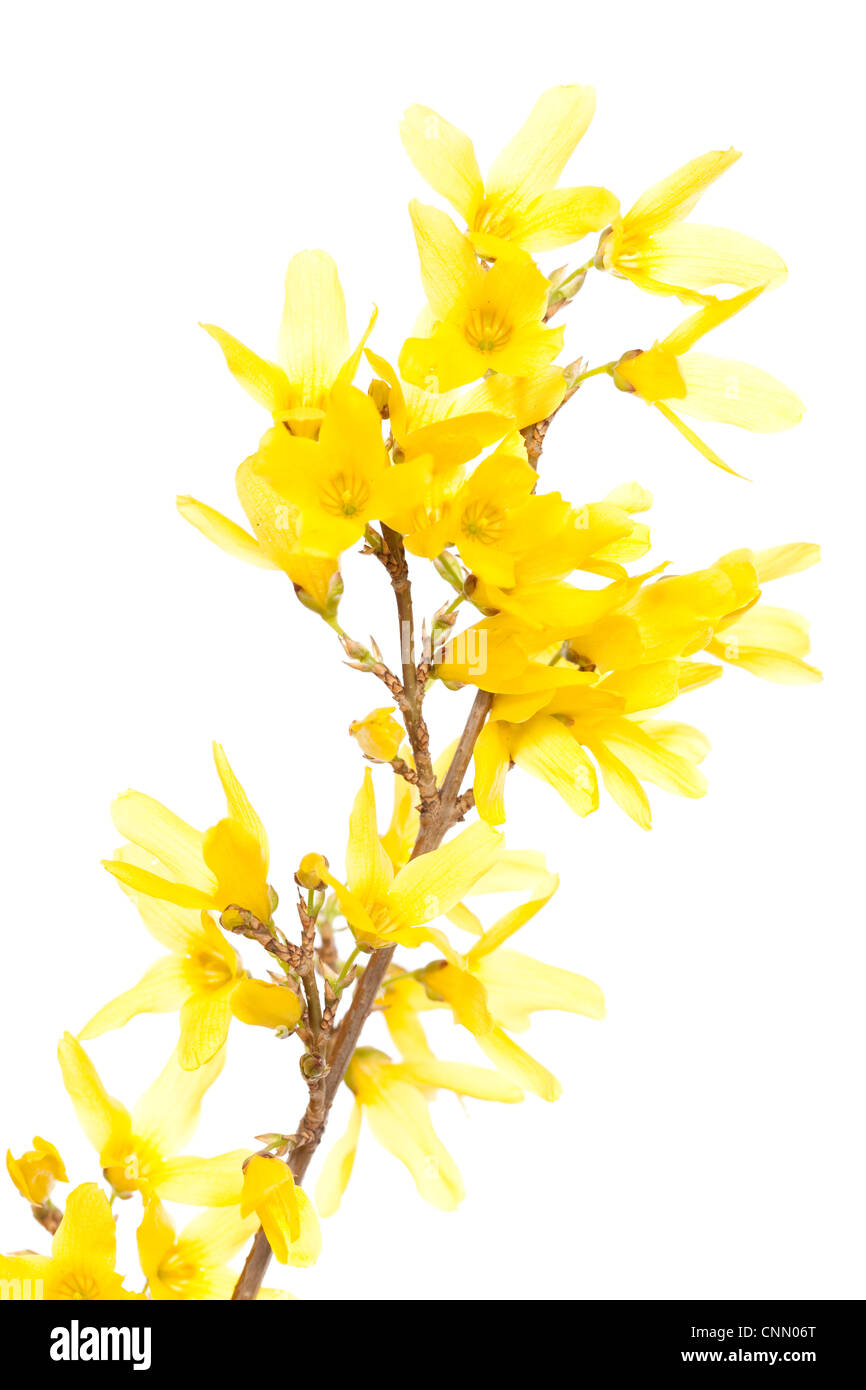 Forsythien Zweig mit gelben Blüten auf weißem Hintergrund Stockfoto