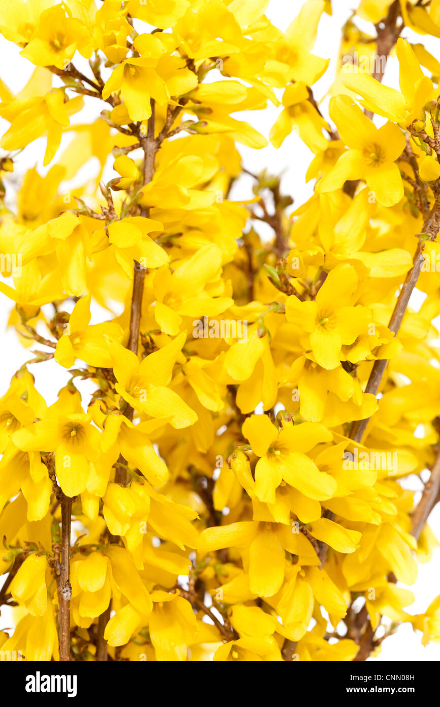 Forsythien Zweig mit gelben Blüten auf weißem Hintergrund Stockfoto