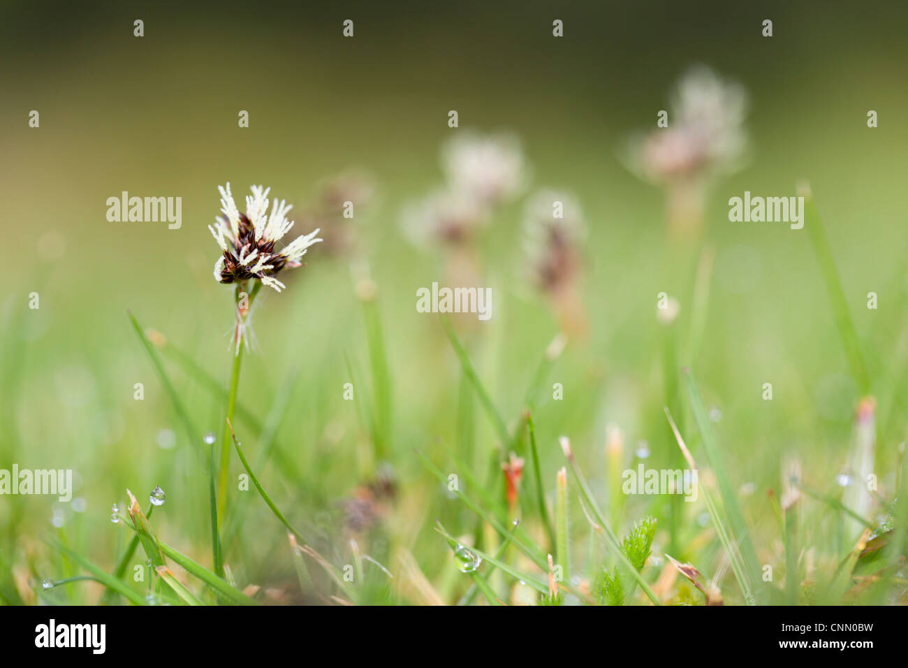 Bereich Holz Rush; Luula Campestris; in Blüte; UK Stockfoto