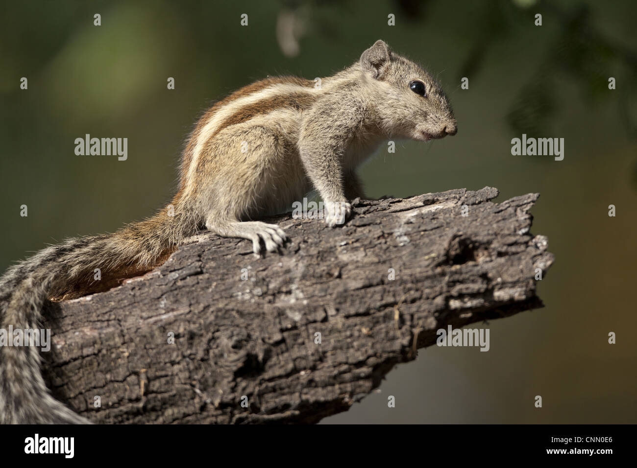 Fünf-gestreiften Palm Eichhörnchen (Funambulus Pennantii) Erwachsenen, auf Ast, Keoladeo Ghana Nationalpark (Bharatpur), Rajasthan, Indien Stockfoto