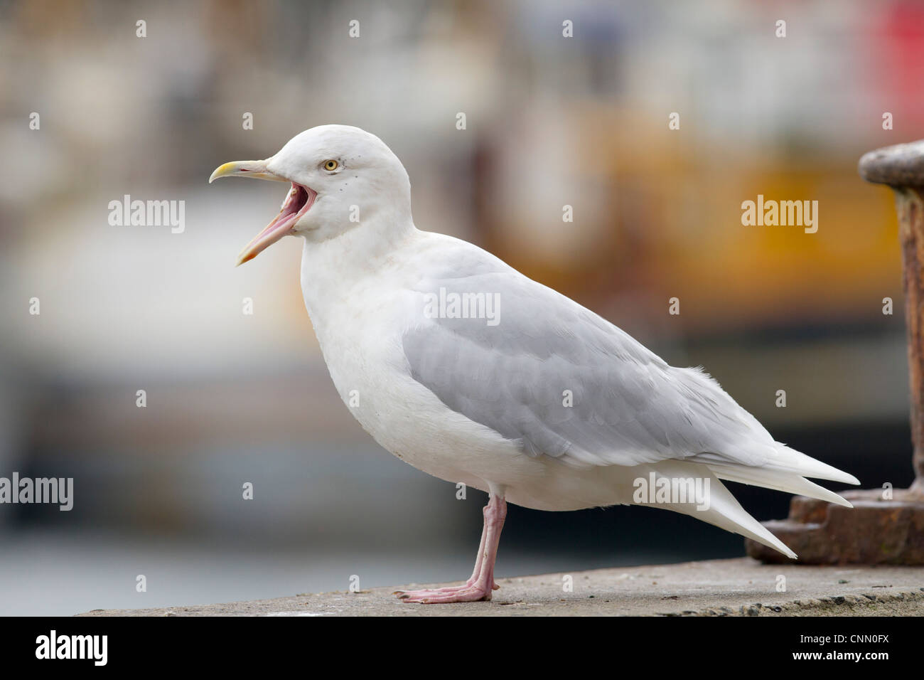 Glaucous Möwe; Larus Hyperboreus; Erwachsenen; Berufung; UK Stockfoto