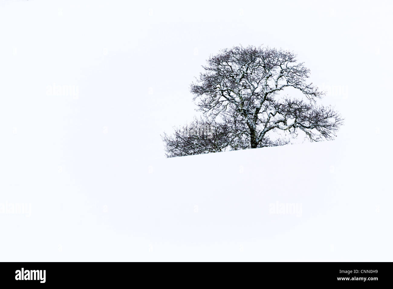 Baum im Schnee; Cairngorm; Schottland; UK Stockfoto