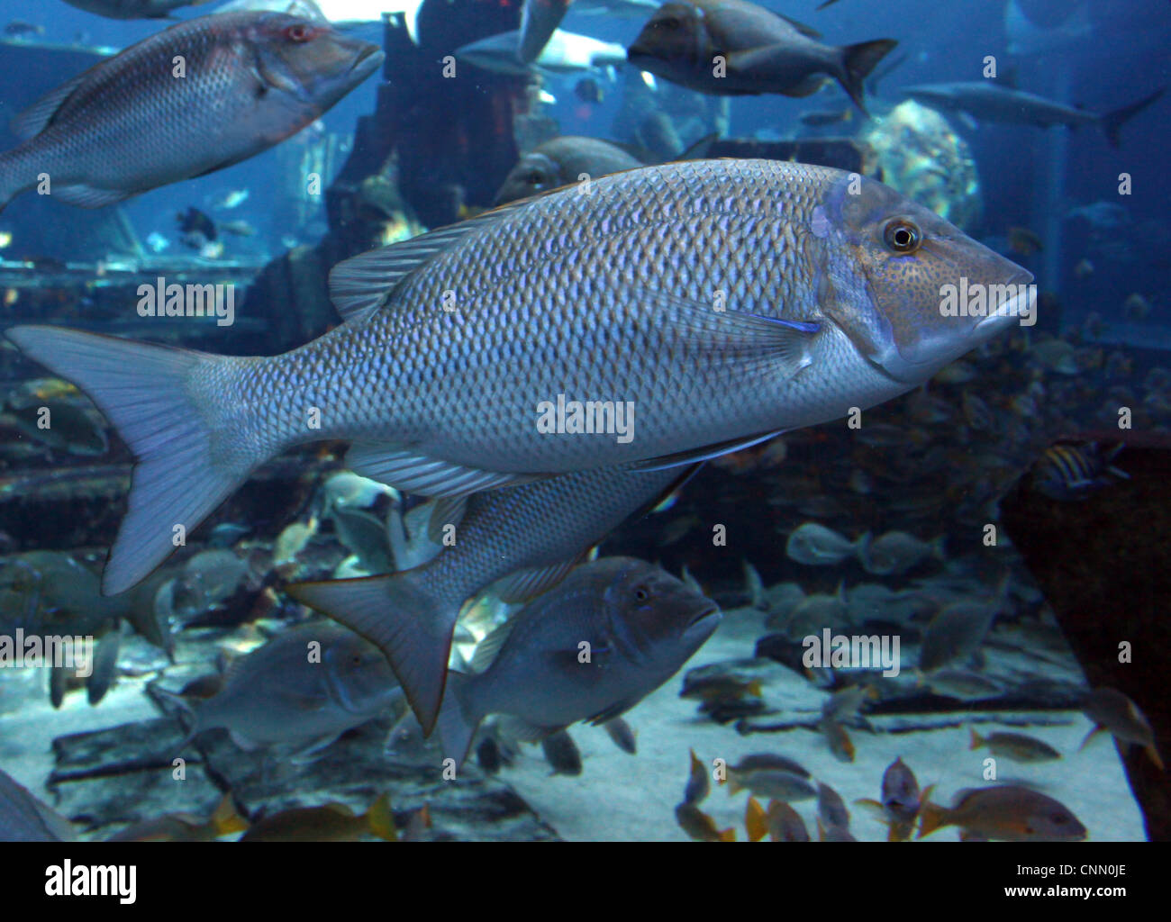 Große Fische in ein großes Glas Aquarium im Themenpark Stockfoto
