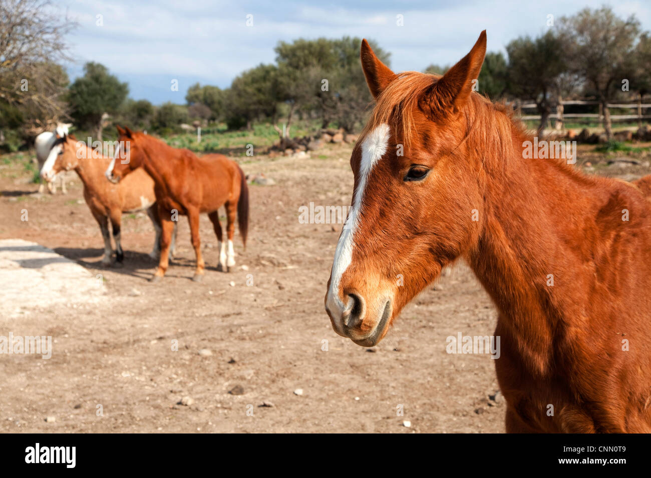 Vollblut-Pferde im Stall auf der Farm, Sardinien, Sardinien, Italien, Italia Stockfoto