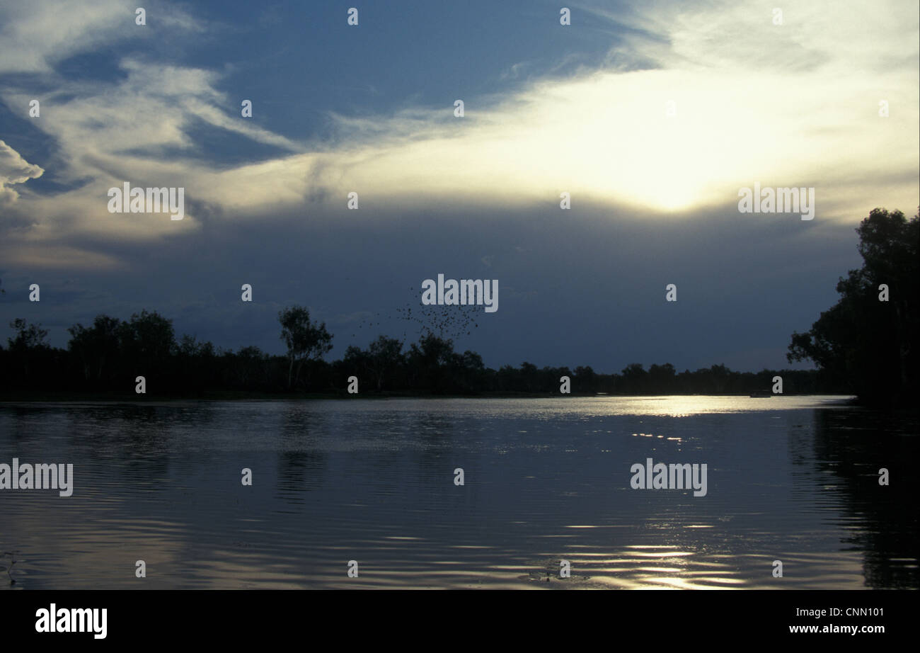 Australien-Papageien fliegen über offenes Wasser am Yellow Water, Kakadu, Australien Stockfoto