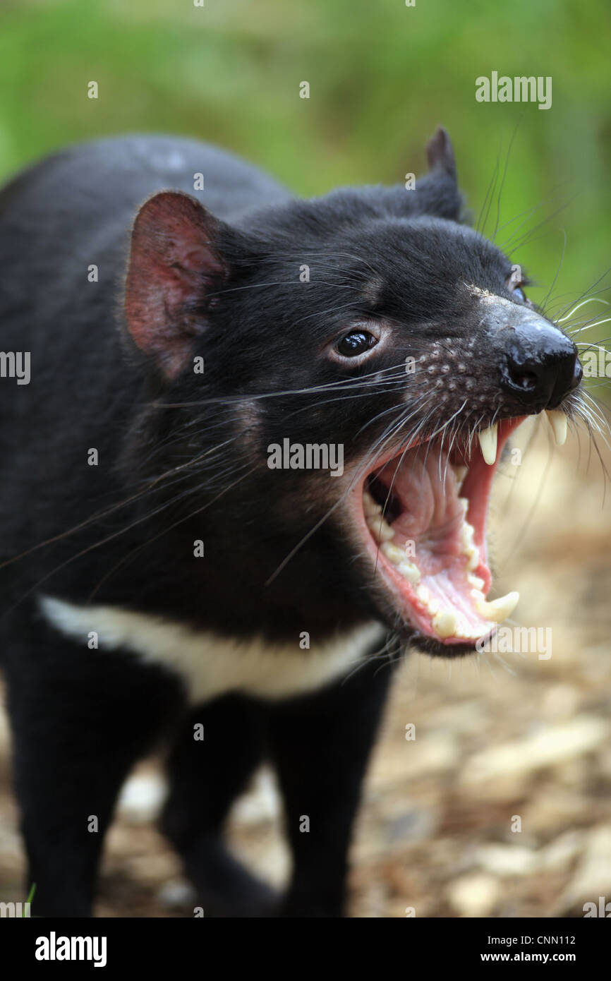 Tasmanischer Teufel (Sacrophilus Harrisii) Erwachsene, Nahaufnahme des Kopfes, mit Mund offen, South Australia, Australien Stockfoto
